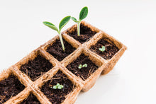 Load image into Gallery viewer, coconut coir starter tray with seedlings
